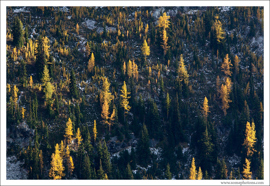 Larch and Evergreens, North Cascades, Washington