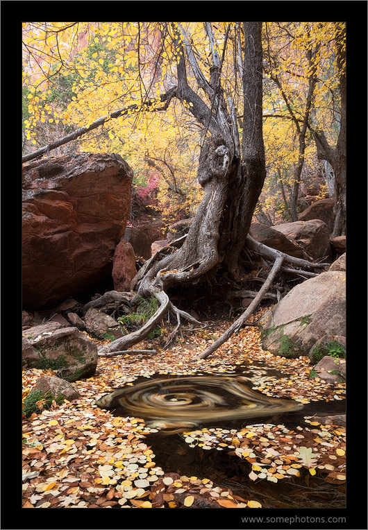 Leaves and swirling water, Zion National Park