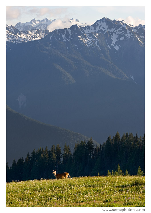 Hurricane Ridge, Olympic National Park, Washington