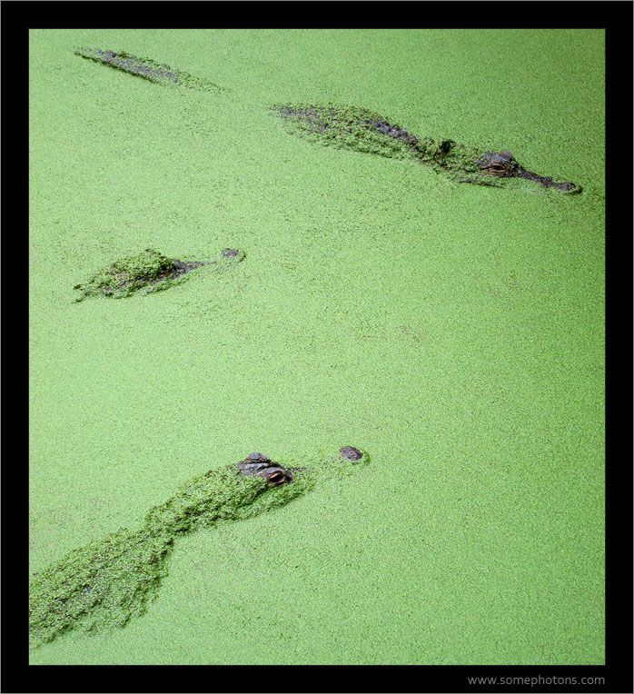 Alligators, Jacksonville Zoo<br/>Guest photo by Adrienne Yoder