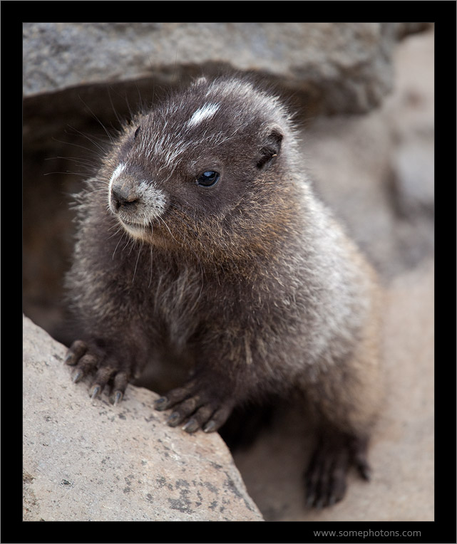 Young Marmot, Mt Rainier National Park