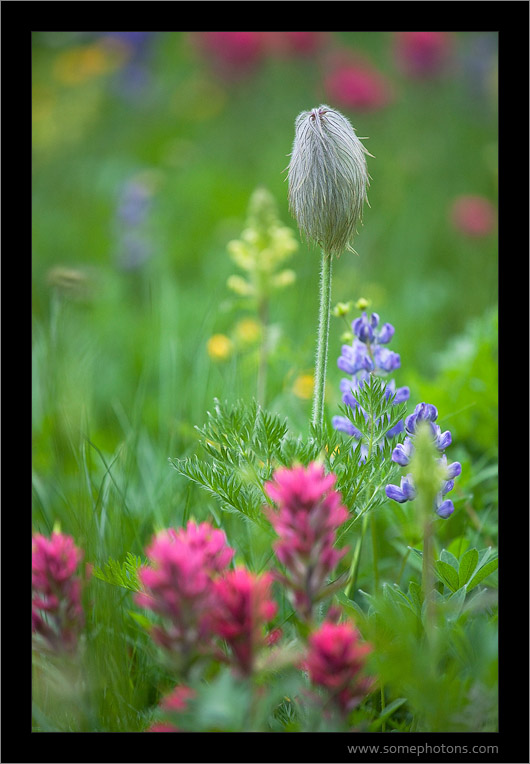 Wildflowers, Mt Rainier National Park