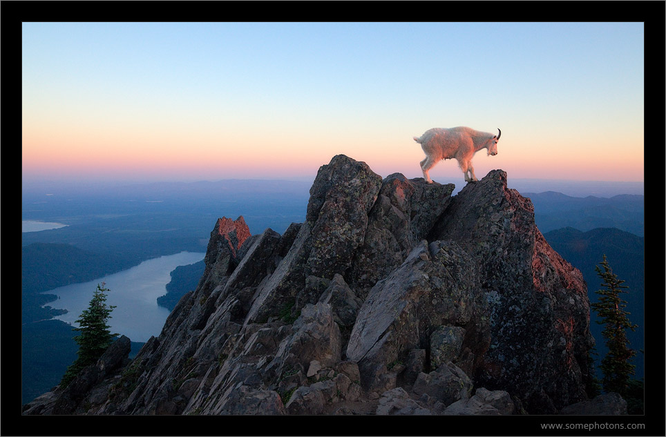 Mountain Goat, Mt Ellinor, Washington
