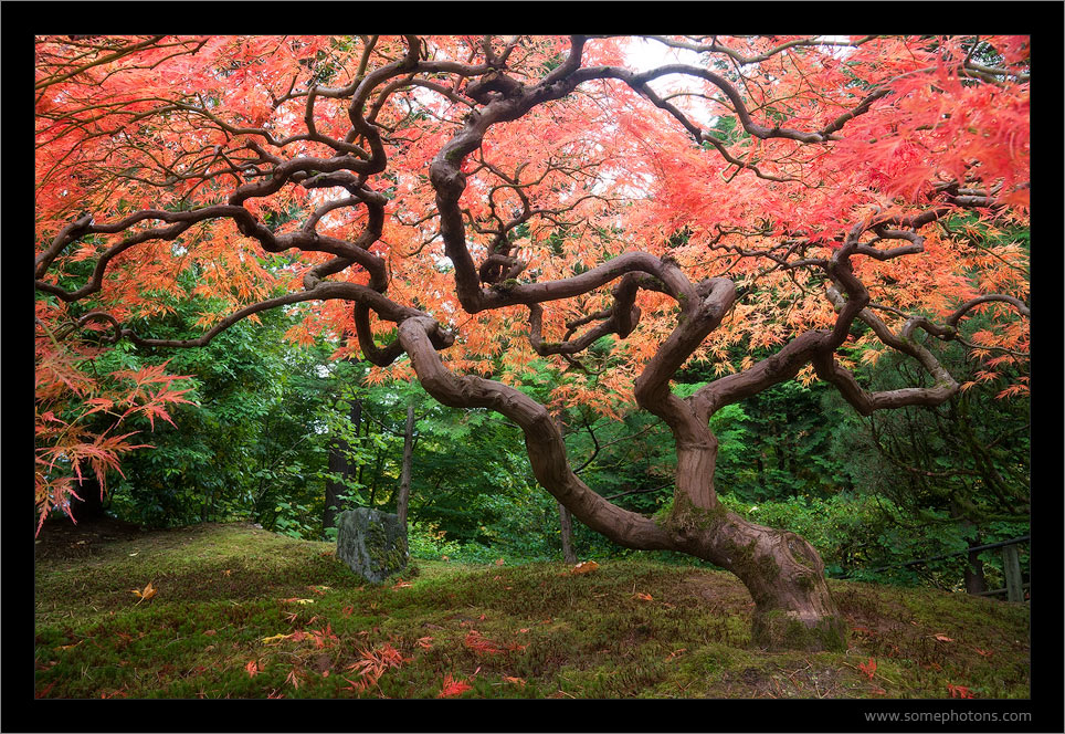 Portland Japanese Garden