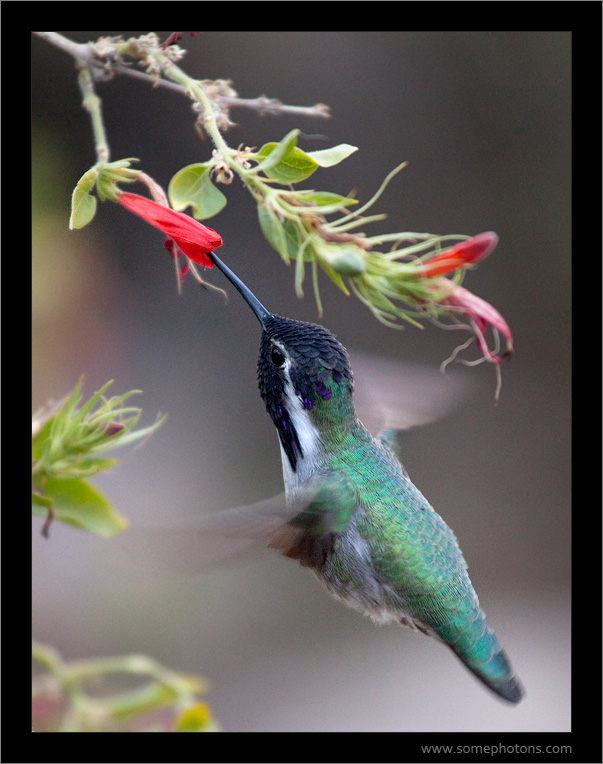 Hummingbird, Arizona-Sonora Desert Museum