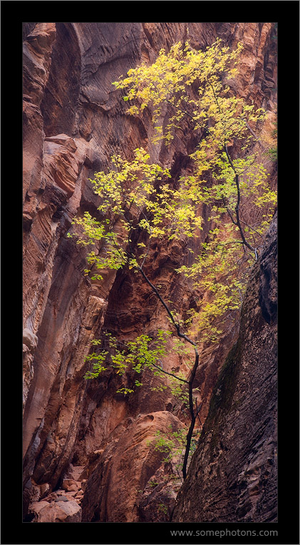 The Narrows, Zion