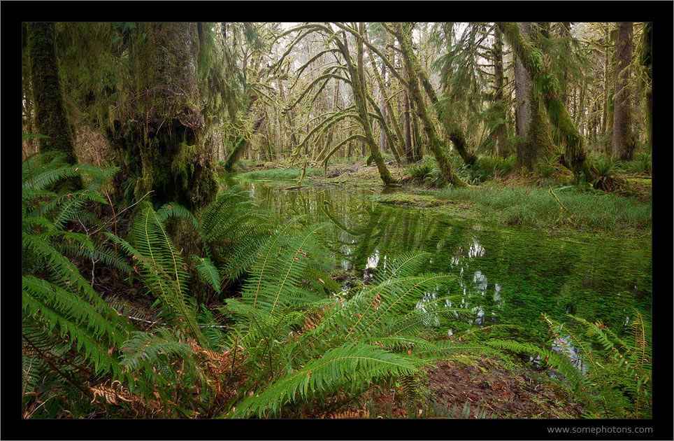 Quinault Rainforest, Washington