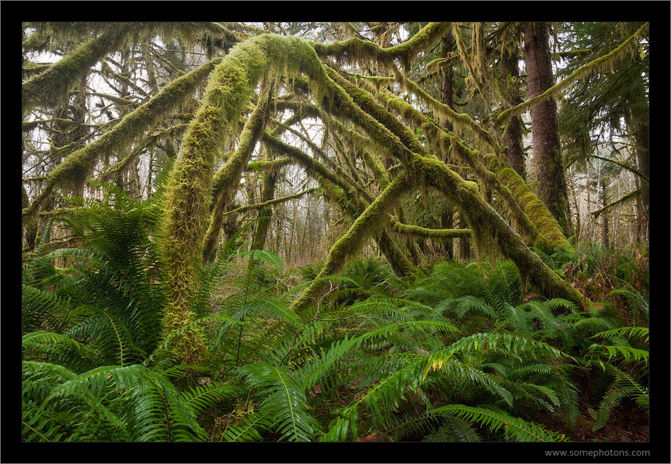 Quinault Rainforest, Washington