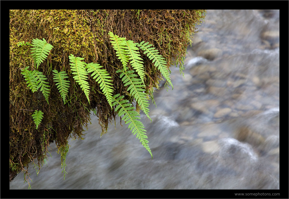 Quinault Rainforest, Washington