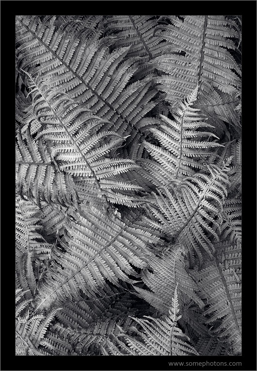 Ferns, Washington Park Arboretum