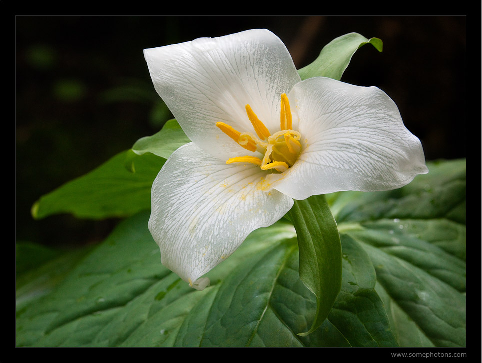 Trillium