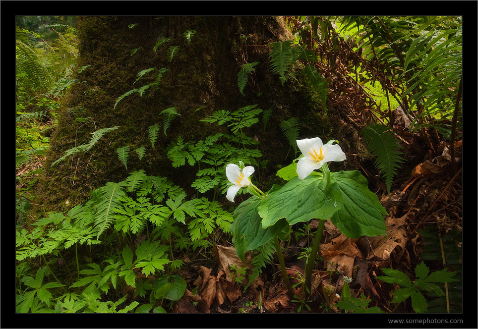 Trilliums