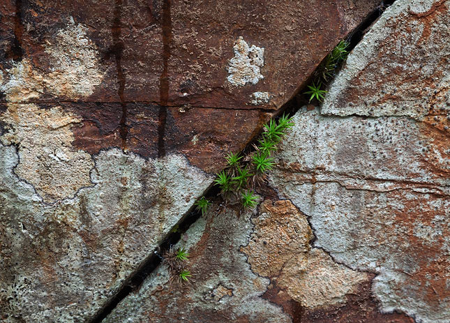 Rock detail, Washington