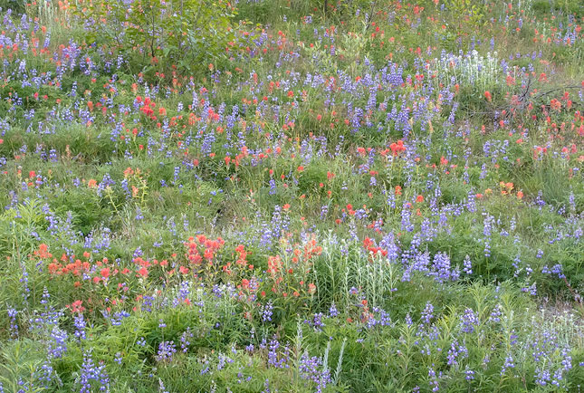 Flowers, Mt St Helens