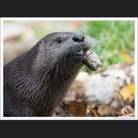 Otter and lunch, Woodland Park Zoo, Seattle