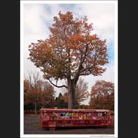 Tree, Seattle
