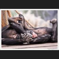 Bonobos, Jacksonville Zoo, Florida