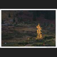Larch at dawn, Washington