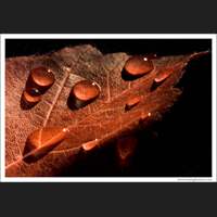 Red leaf and droplets