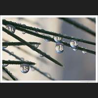 El Capitan in droplets, Yosemite National Park, California