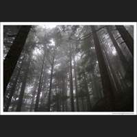 Rainy Forest, Washington