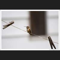 Hummingbird and clothesline, Washington