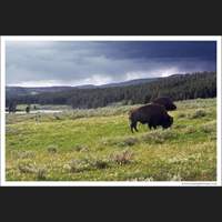 Bison, Yellowstone National Park, Wyoming