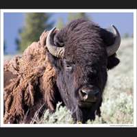 Bison, Yellowstone National Park, Wyoming