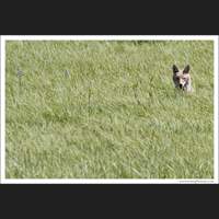 Coyote, Wyoming