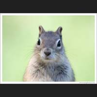 Chipmunk, Grand Teton National Park, Wyoming