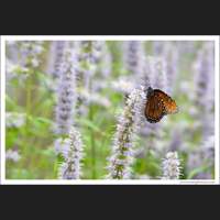 Butterfly, Woodland Park Zoo, Seattle