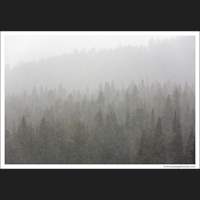 Snowstorm, Yellowstone National Park, Wyoming