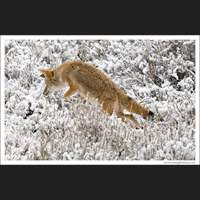 Pouncing Coyote, Yellowstone National Park, Wyoming