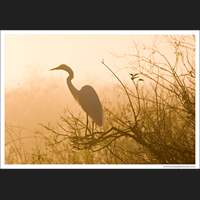 Great White Heron, Everglades National Park, Florida