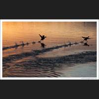 Ducks, Jacksonville, Florida