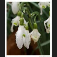 Snowdrops, Seattle, Washington