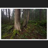 Forest, Redmond, Washington