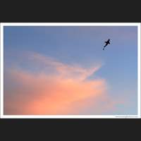 Kite, Seattle, Washington
