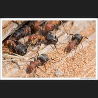 Ants, Central Washington