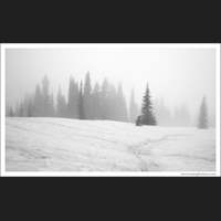 Mt Rainier National Park, Washington