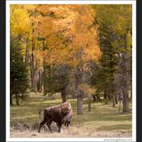 Bison, Grand Teton National Park, Wyoming