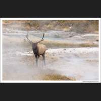 Elk and Hot Springs, Yellowstone National Park, Wyoming