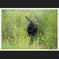 Moose, Grand Teton National Park, Wyoming