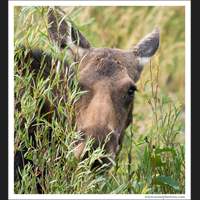 Moose, Grand Teton National Park, Wyoming