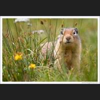 Ground Squirrel, Glacier National Park, Montana