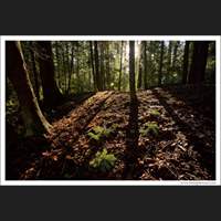 Near Whatcom Falls, Washington