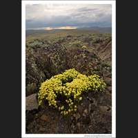 Spring in Eastern Washington