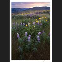 Breezy spring morning, Rowena Plateau, Oregon