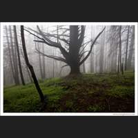 Burned forest, Redwood National Park, California