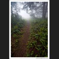 Redwood National Park, California